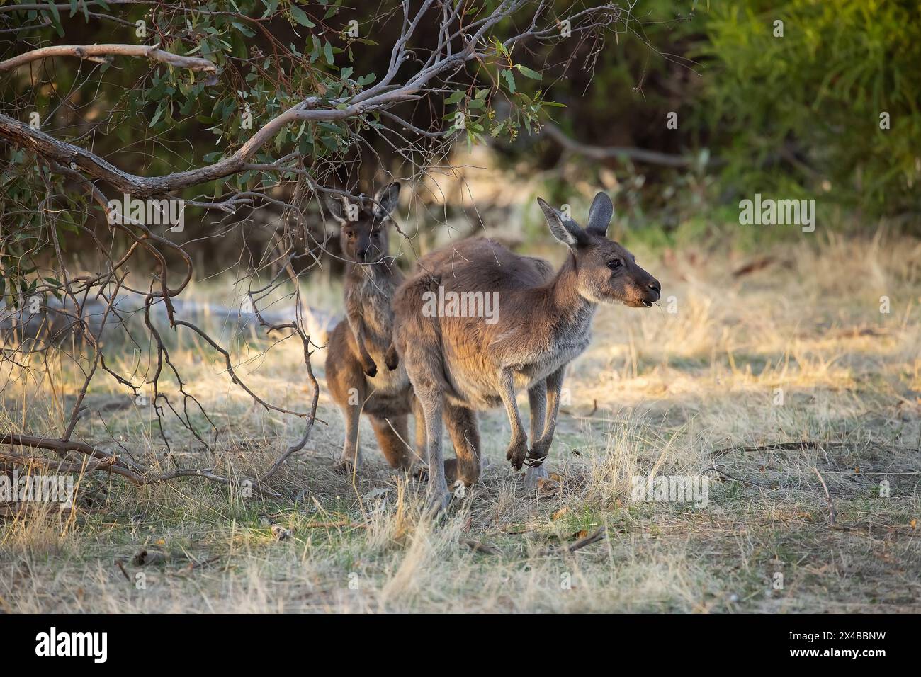 Un mignon kangourou sauvage pèle sous les arbres au coucher du soleil Banque D'Images