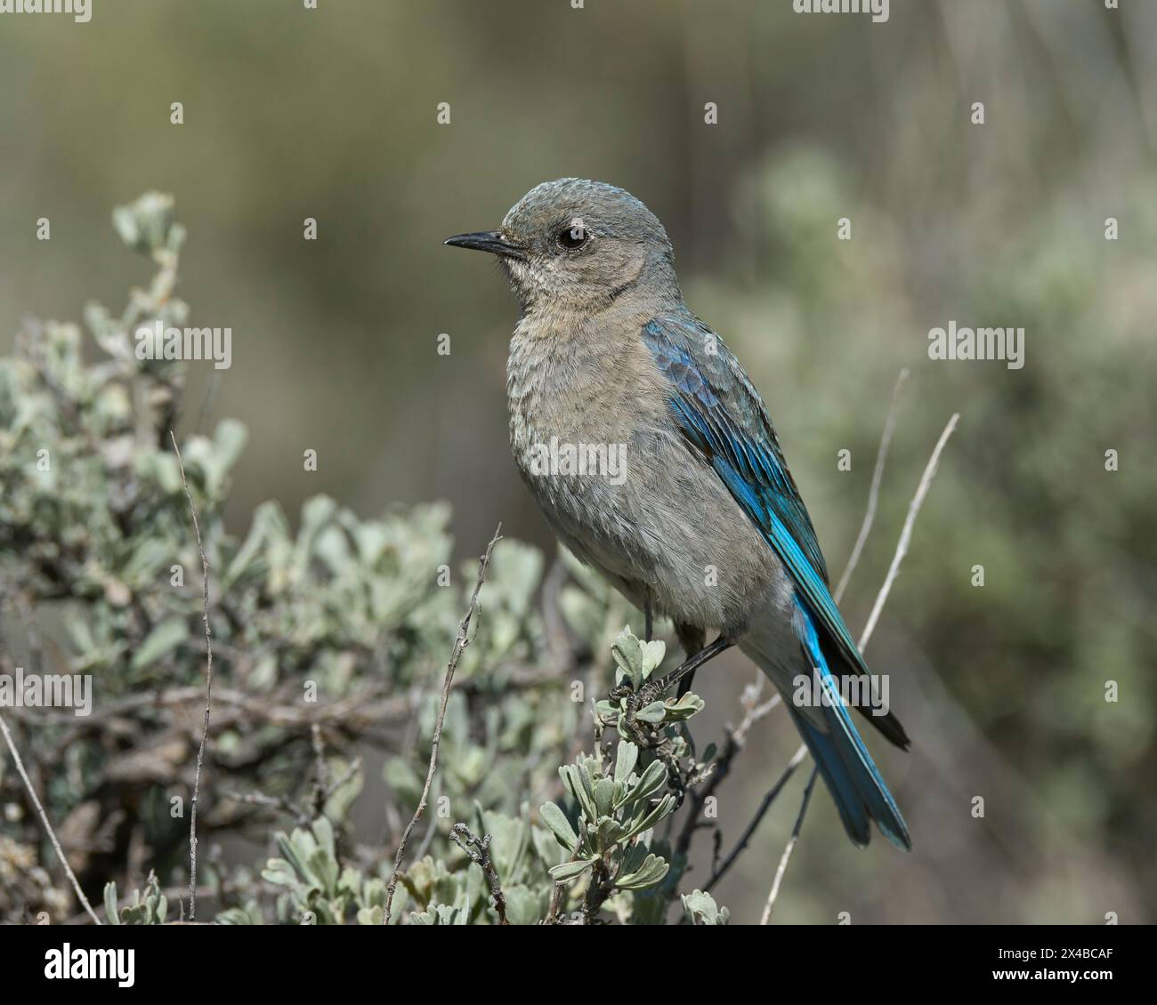 Mountain Bluebird (Sialia currucoides) Sierra County California USA Banque D'Images
