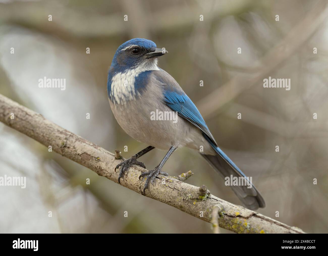 Californie Scrub-Jay (Aphelocoma californica) Sacramento Comté Californie États-Unis Banque D'Images