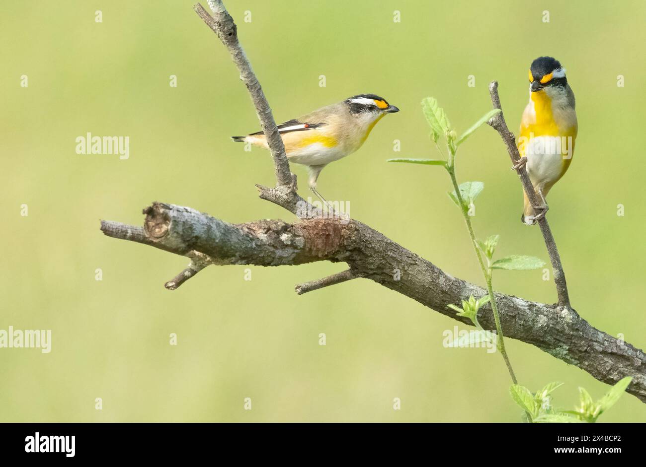 Pardalote strié (Pardalotus striatus) petit oiseau jaune et noir coloré qui se nourrit d'insectes et de larves d'insectes dans les eucalyptus. Banque D'Images
