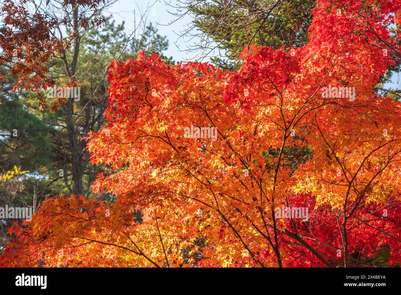 Séoul Corée du Sud, feuille d'érable rouge au parc Samcheong en automne Banque D'Images