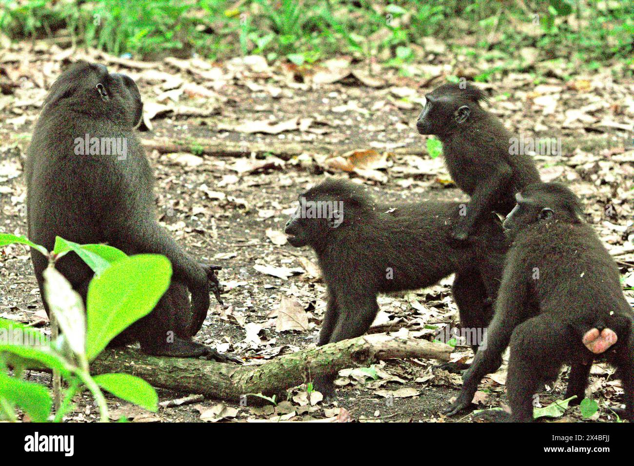 Les macaques à crête (Macaca nigra) réagissent à un acte, car ils ont une interaction sociale sur un champ entouré de grands arbres dans la forêt de Tangkoko, Sulawesi du Nord, Indonésie. Le changement climatique est l’un des principaux facteurs affectant la biodiversité dans le monde à un rythme alarmant, selon une équipe de scientifiques dirigée par Antonio Acini Vasquez-Aguilar dans son article de mars 2024 sur environ Monit Assess. L’Union internationale pour la conservation de la nature (UICN) affirme également que la hausse des températures a entraîné des changements écologiques, comportementaux et physiologiques dans les espèces sauvages et la biodiversité. Banque D'Images