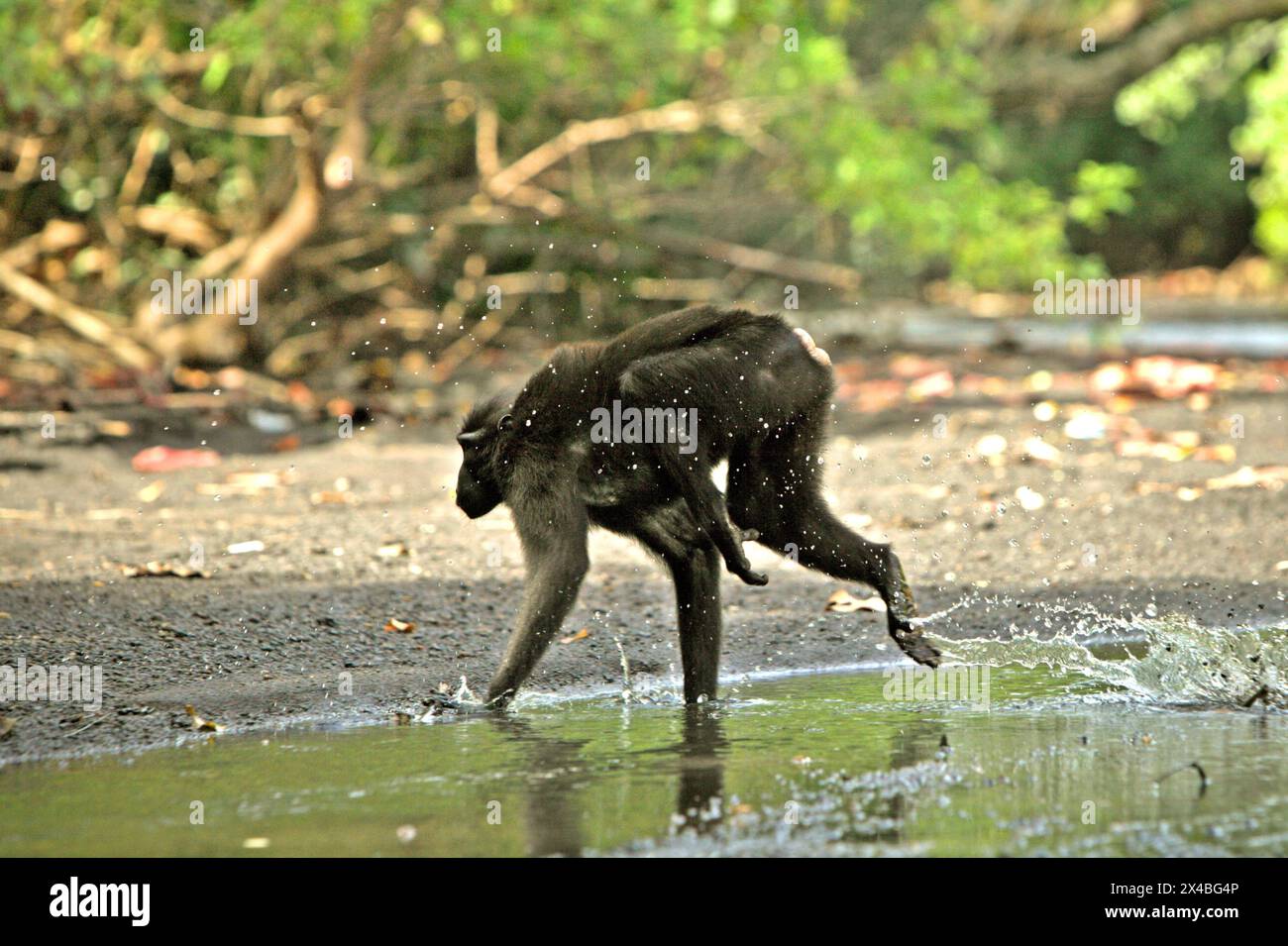 Un macaque à crête (Macaca nigra) saute, alors qu'il traverse un ruisseau dans la forêt de Tangkoko, Sulawesi du Nord, Indonésie. Le changement climatique est l’un des principaux facteurs affectant la biodiversité dans le monde à un rythme alarmant, selon une équipe de scientifiques dirigée par Antonio Acini Vasquez-Aguilar dans son article de mars 2024 sur environ Monit Assess. L’Union internationale pour la conservation de la nature (UICN) affirme également que la hausse des températures a entraîné des changements écologiques, comportementaux et physiologiques dans les espèces sauvages et la biodiversité. 'En plus de l'augmentation des taux de maladies et des habitats dégradés, le climat... Banque D'Images