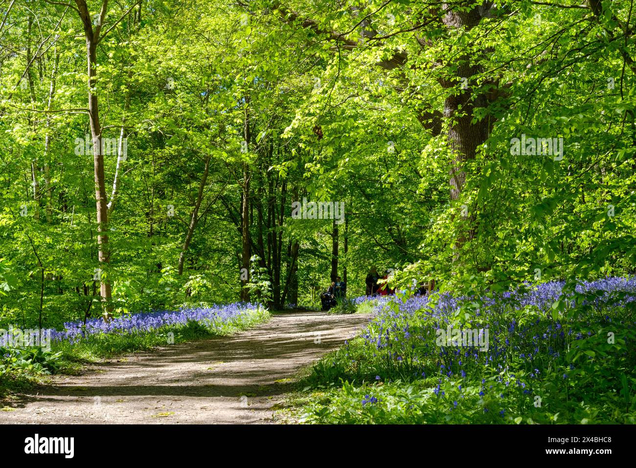 Bluebell Walk, Hole Park Gardens, Kent, Royaume-Uni, printemps Banque D'Images
