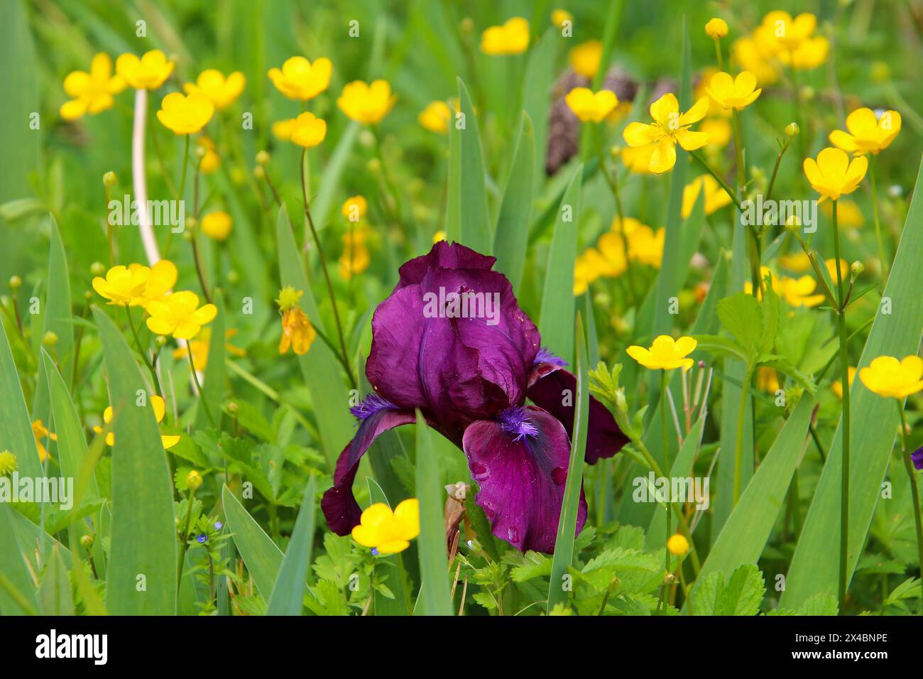 Hybride Iris rouge foncé (Iris barbata) dans une prairie de fleurs sauvages avec des fleurs de papillon jaune, Kaiserstuhl, Baden, Allemagne Banque D'Images