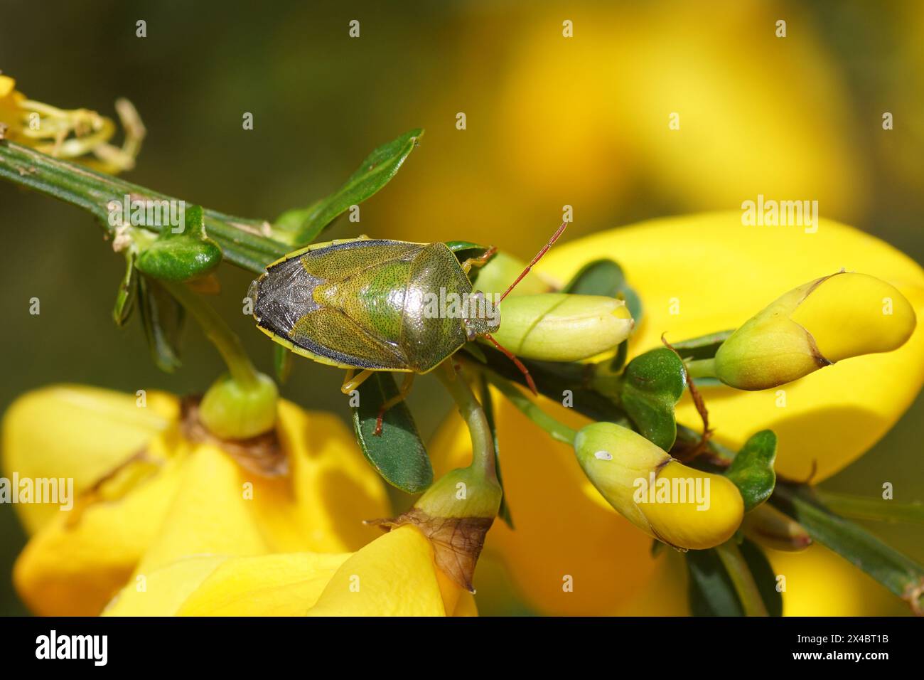 Gros plan sur les fleurs jaunes de Cytisus scoparius (syn. Sarothamnus scoparius), balai commun Banque D'Images