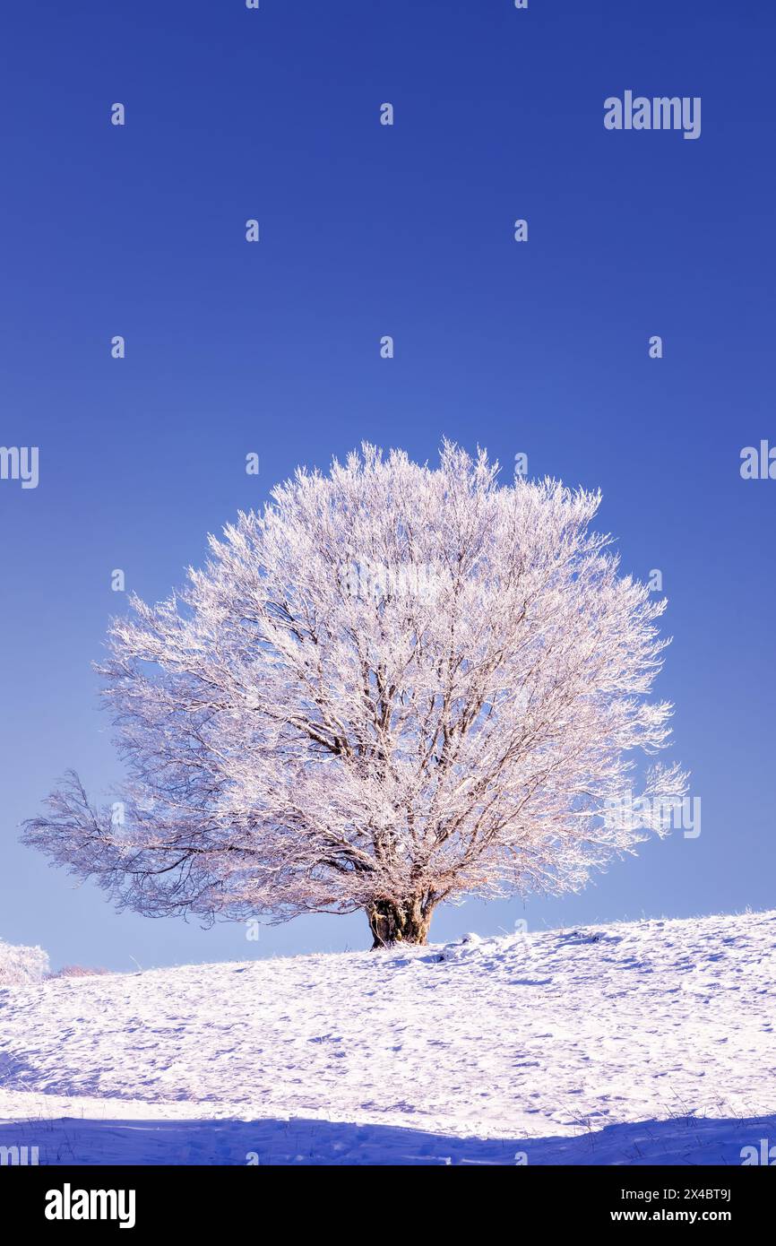 Paysage d'hiver, les arbres gelés en hiver, le Mont Salève, Archamps, France Banque D'Images