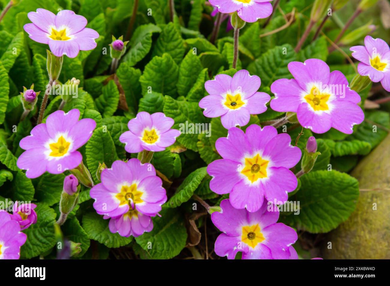 Fleurs printanières. Fleurs d'primevère ou de primula en fleurs dans un jardin. Banque D'Images