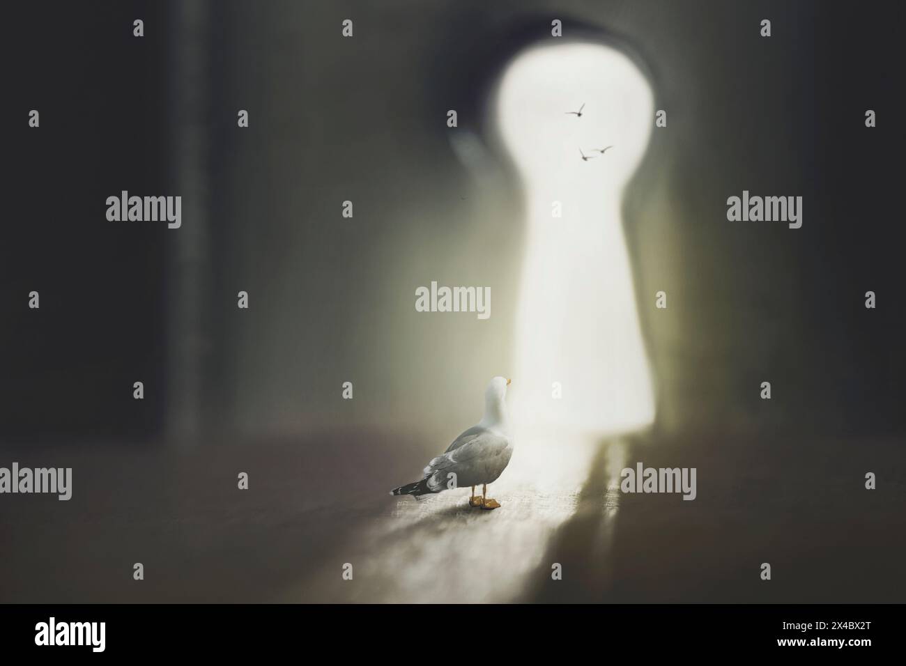 mouette observant prisonnier d'une écluse d'autres oiseaux volant dans le ciel, concept de liberté et de courage Banque D'Images