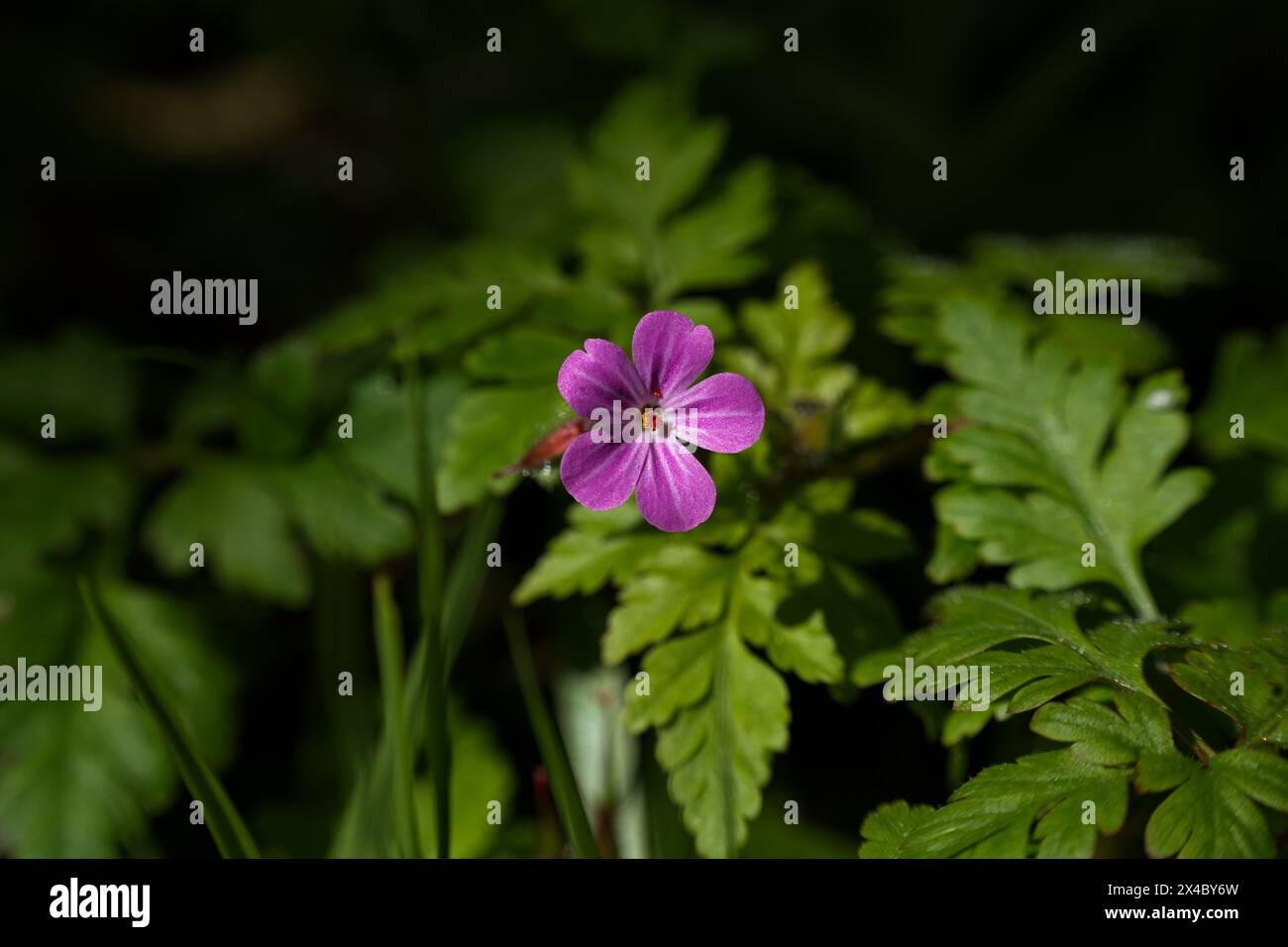 Herb robert, petite fleur rose Banque D'Images