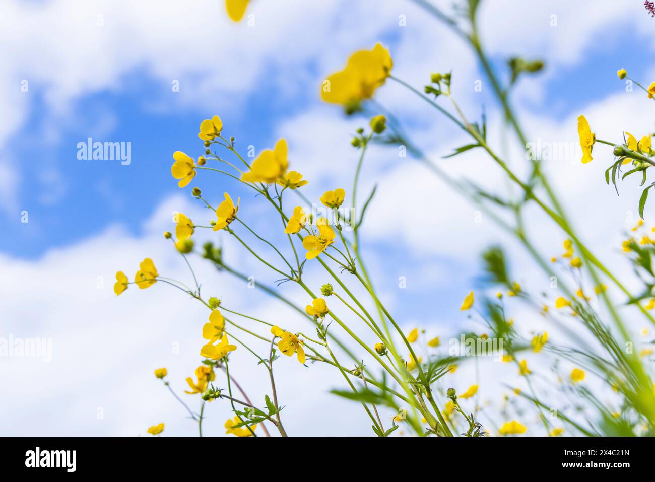 Pays-Bas, Frise. Fleurs jaunes en forme de papillon et un ciel partiellement ensoleillé. Banque D'Images