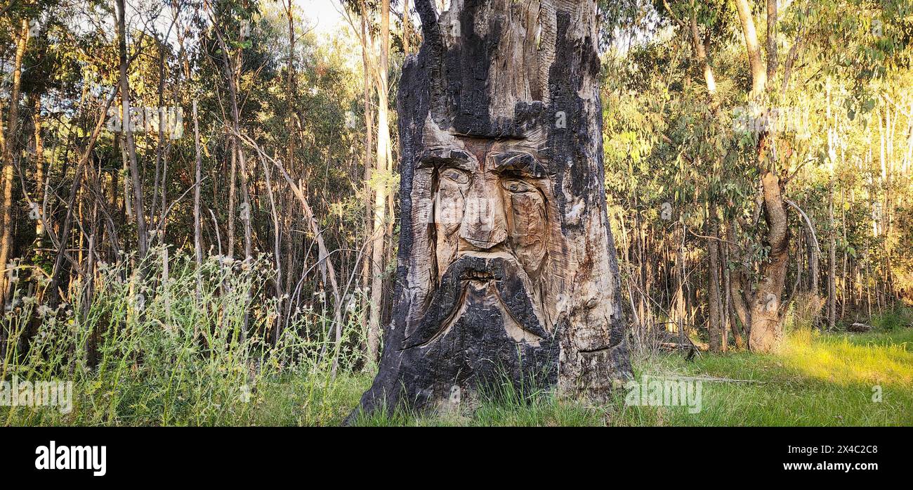 Un tronc d'arbre coupé et brûlé par le feu transformé en art totem, avec un visage indigène mystérieux et sérieux, au milieu de la forêt sur le si Banque D'Images