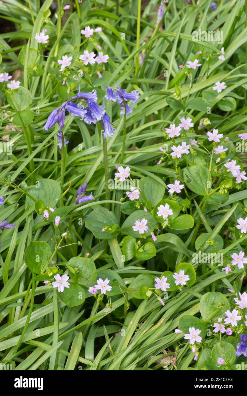 Pink Purslane, Claytonia sibirica, et Bluebells, jacinthoides non-scripta, ensemble dans les bois, Sussex, mai Banque D'Images