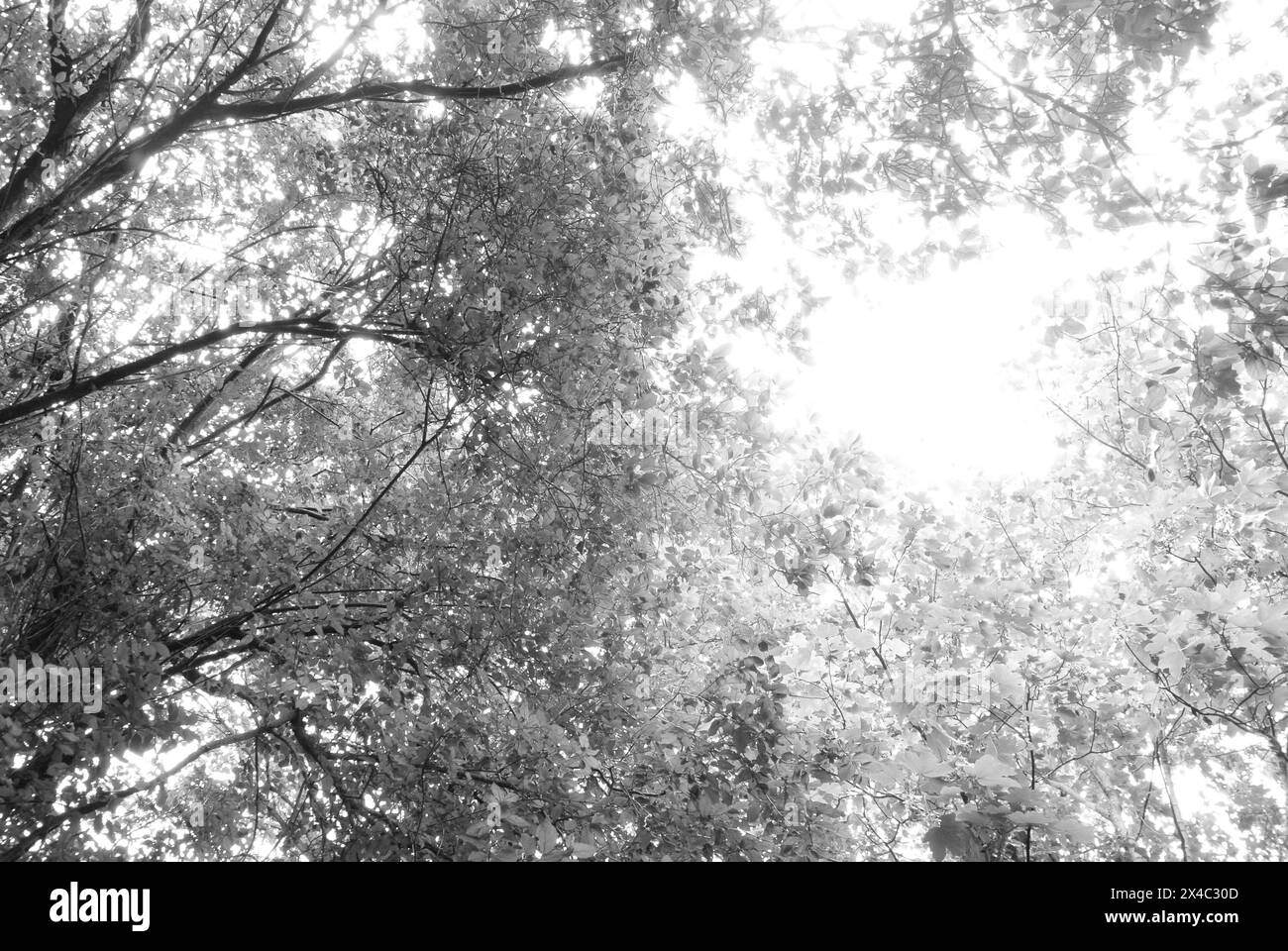 Regardant vers le haut des auvents d'arbres ensoleillés célestes en monochrome à Greenwich, Londres, Royaume-Uni Banque D'Images