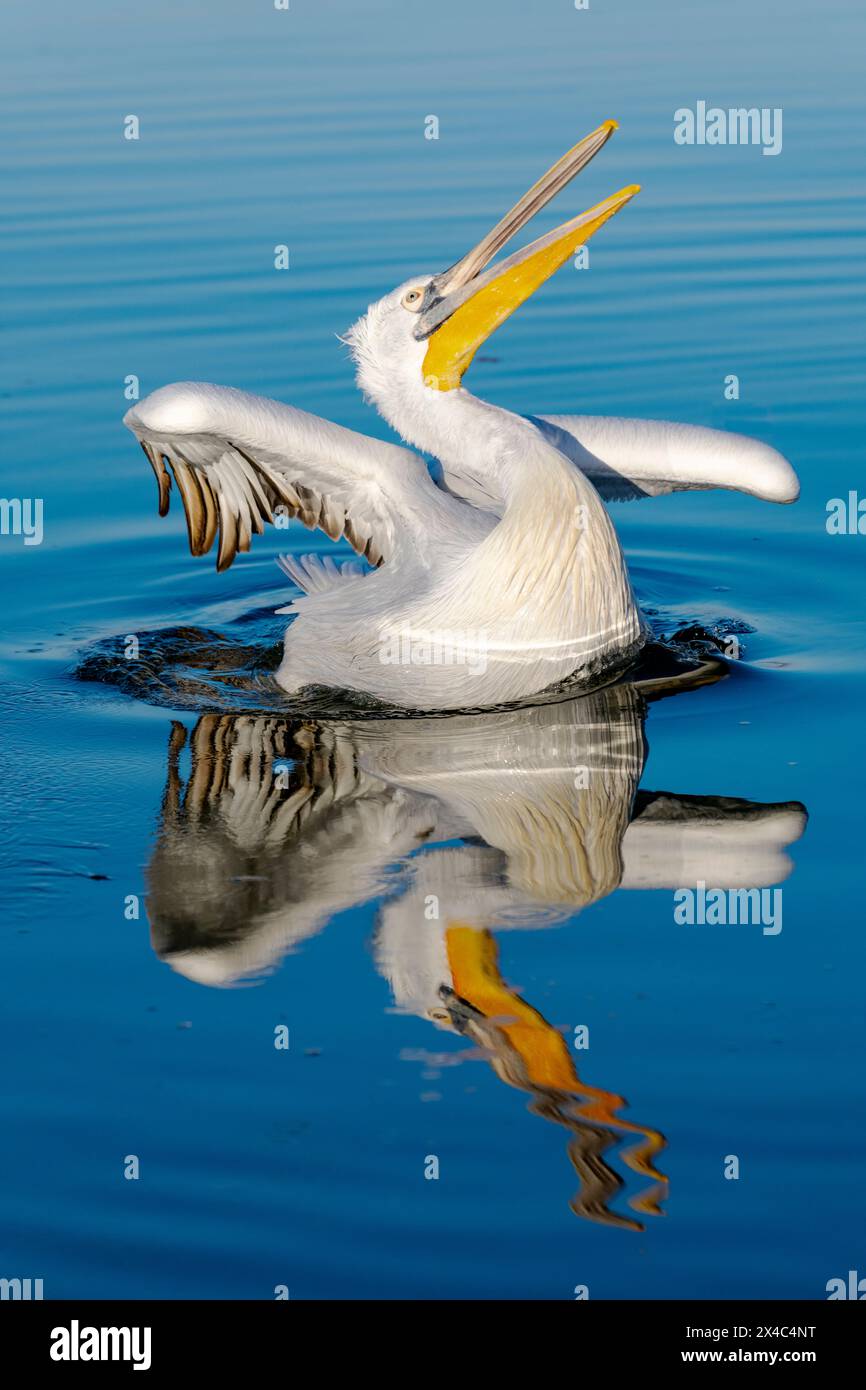 Europe, Grèce, lac Kerkini. Portrait d'un grand pendant que pélican s'étire. Banque D'Images
