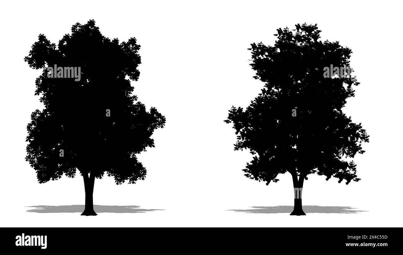 Ensemble ou collection d'arbres Linden européens comme une silhouette noire sur fond blanc. Concept ou illustration conceptuelle 3D pour nature, planète, ecolog Banque D'Images
