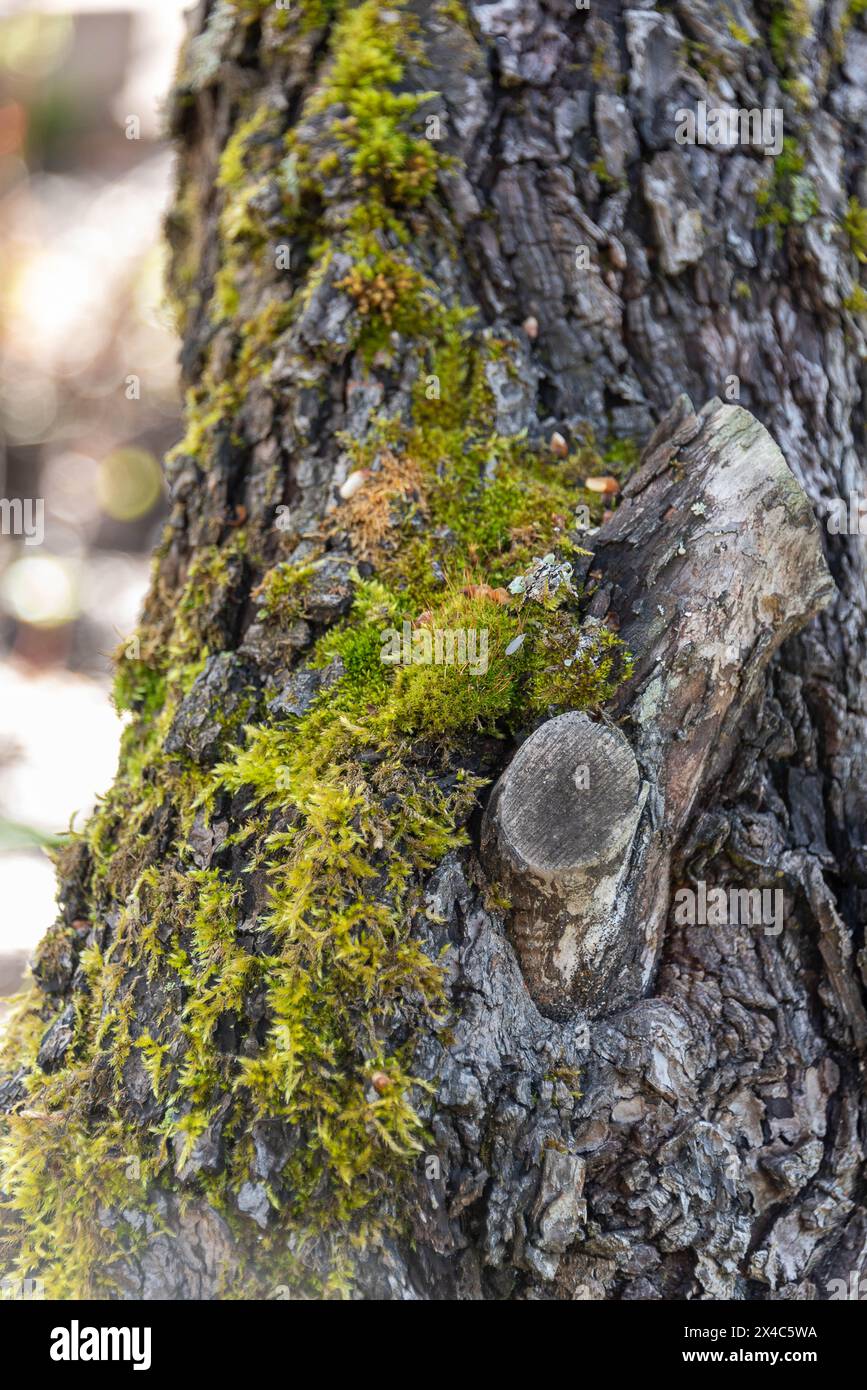 Tronc d'arbre avec des nœuds et de la mousse dans la forêt par une journée ensoleillée. Faune sauvage. Banque D'Images