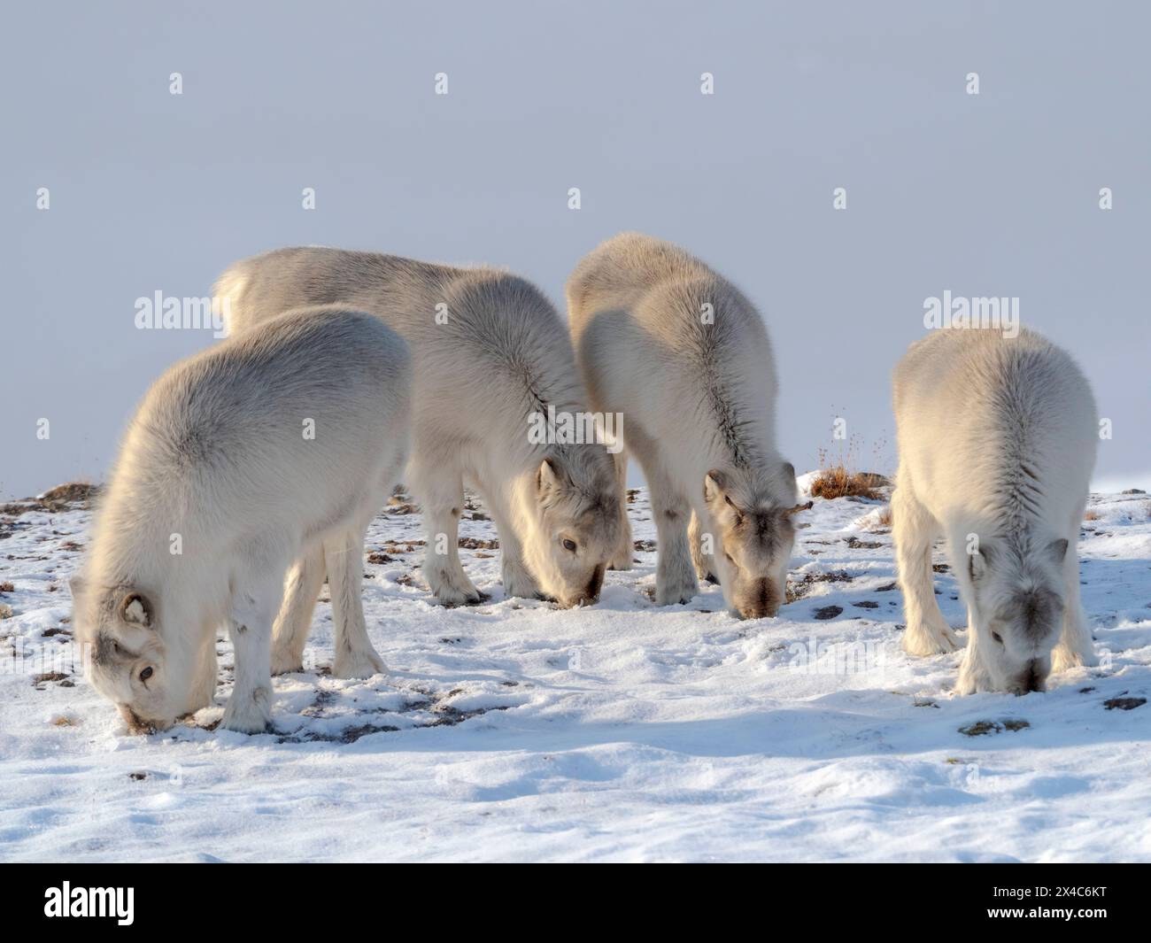 Le renne du Svalbard dans le Gronfjorden, une sous-espèce endémique de rennes, qui vit seulement dans le Svalbard et n'a jamais été domestiqué. Régions polaires, hiver arctique. Banque D'Images