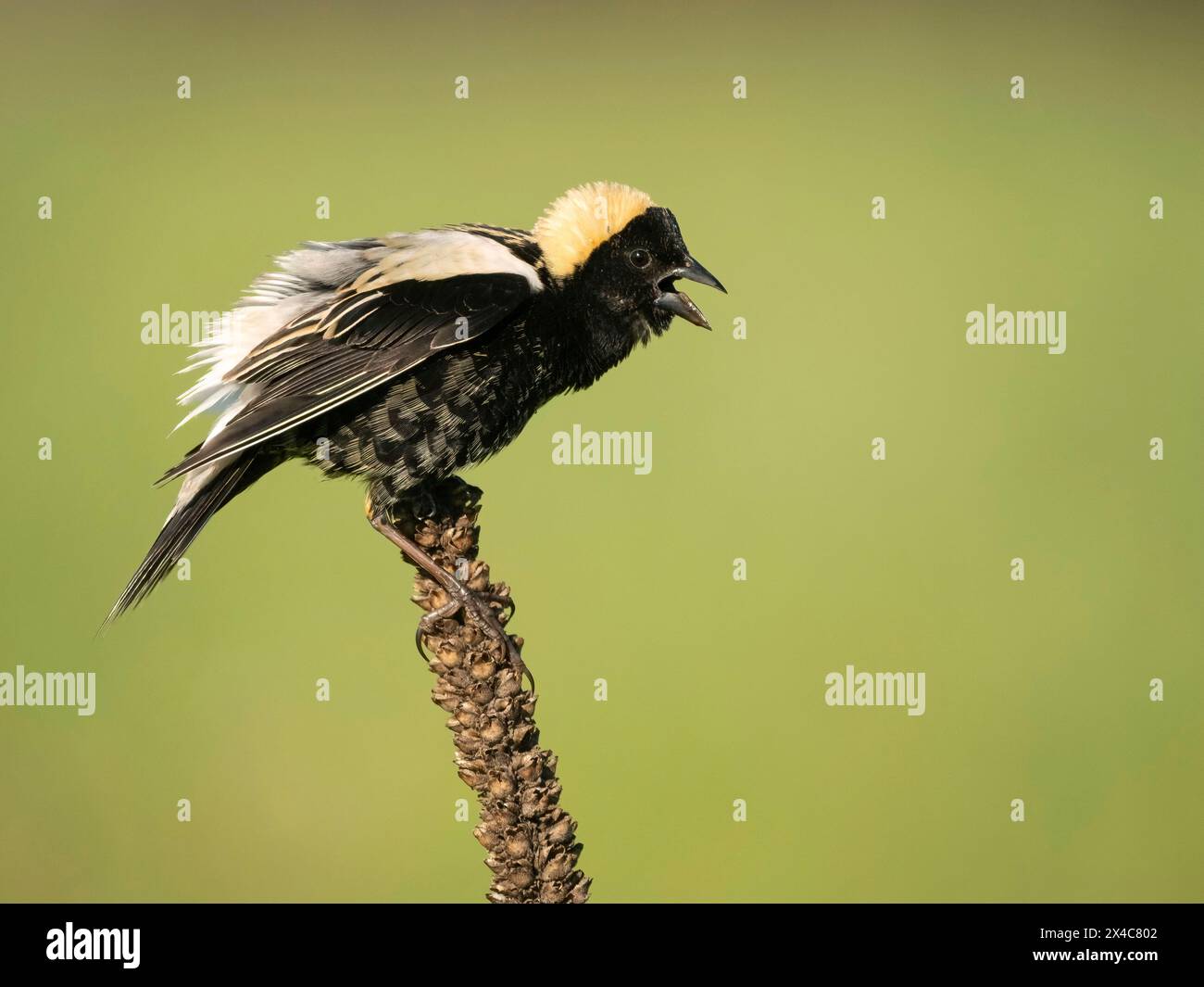 Bobolink, Dolichonyx oryzivorus, Pennsylvanie, États-Unis Banque D'Images