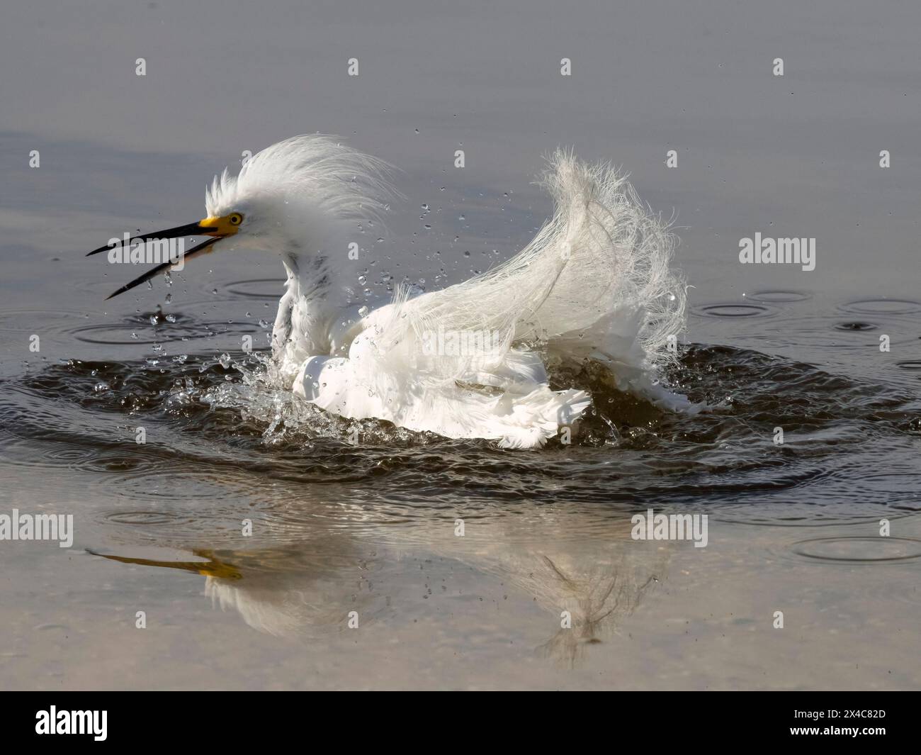 Egret enneigée, Egretta Thula, Floride, États-Unis Banque D'Images