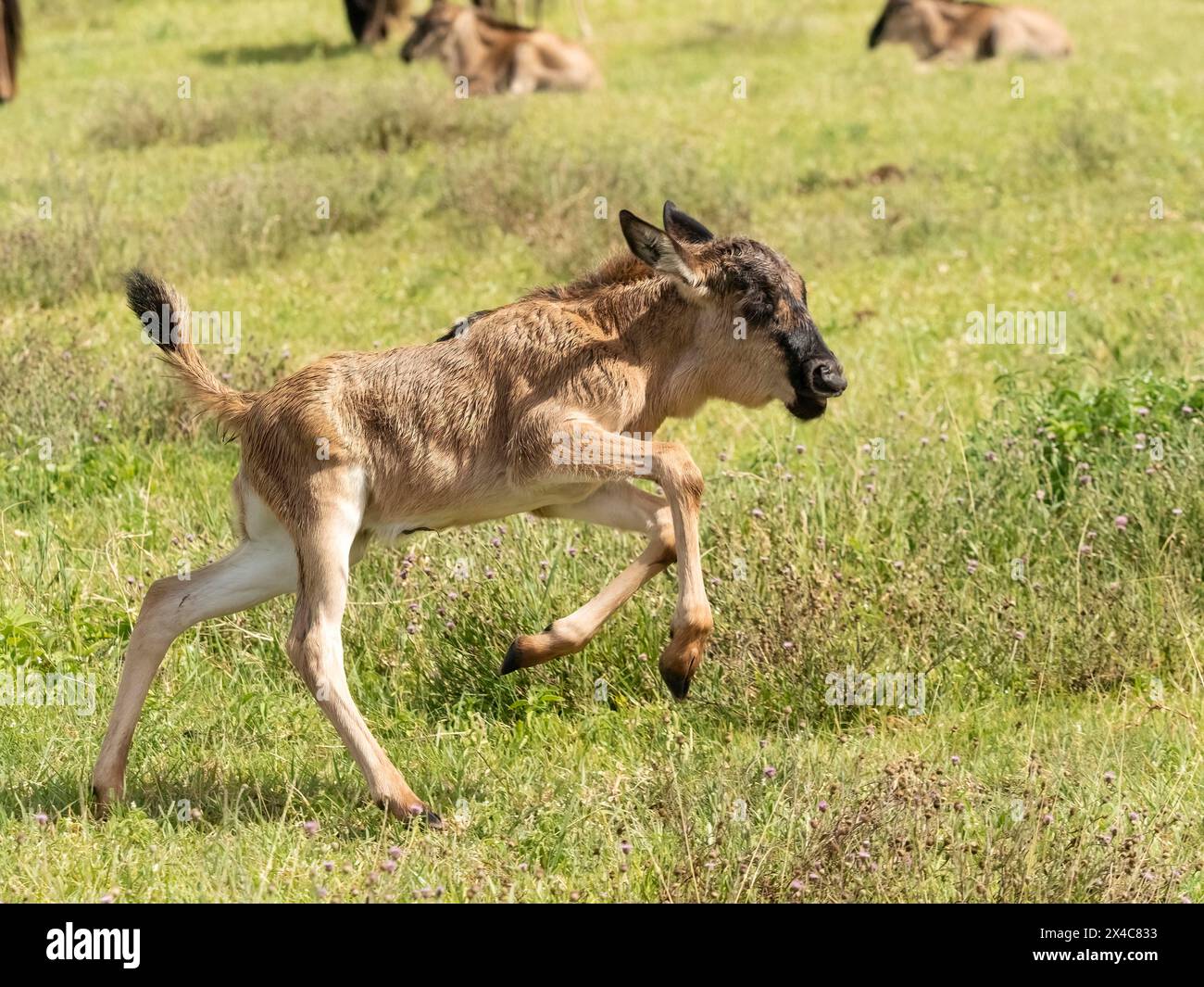 GNU à barbu blanche, Connochaetes taurinus, veau, zone de conservation de Ngorongoro, parc national du Serengeti, Tanzanie, Afrique Banque D'Images