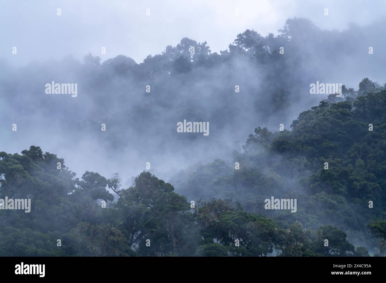 Costa Rica, Cordillera de Talamanca. Brouillard sur la jungle tropicale. Banque D'Images