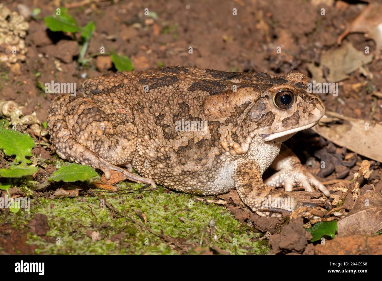 Un beau crapaud guttural adulte (Amietophrynus gutturalis) Banque D'Images