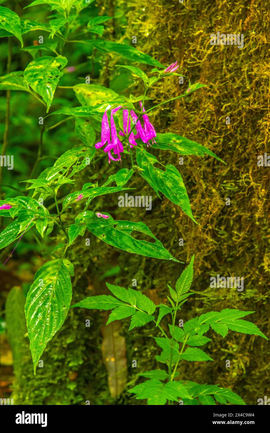 Costa Rica, Cordillera de Talamanca. Fleurs roses et tronc d'arbre moussue. Banque D'Images