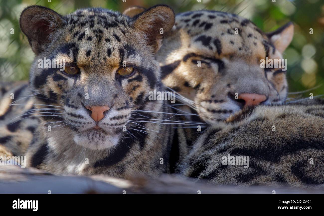 États-Unis, Arizona, Waddell, Wildlife World Zoo. Gros plan de la paire de léopards nuageux captifs. Banque D'Images