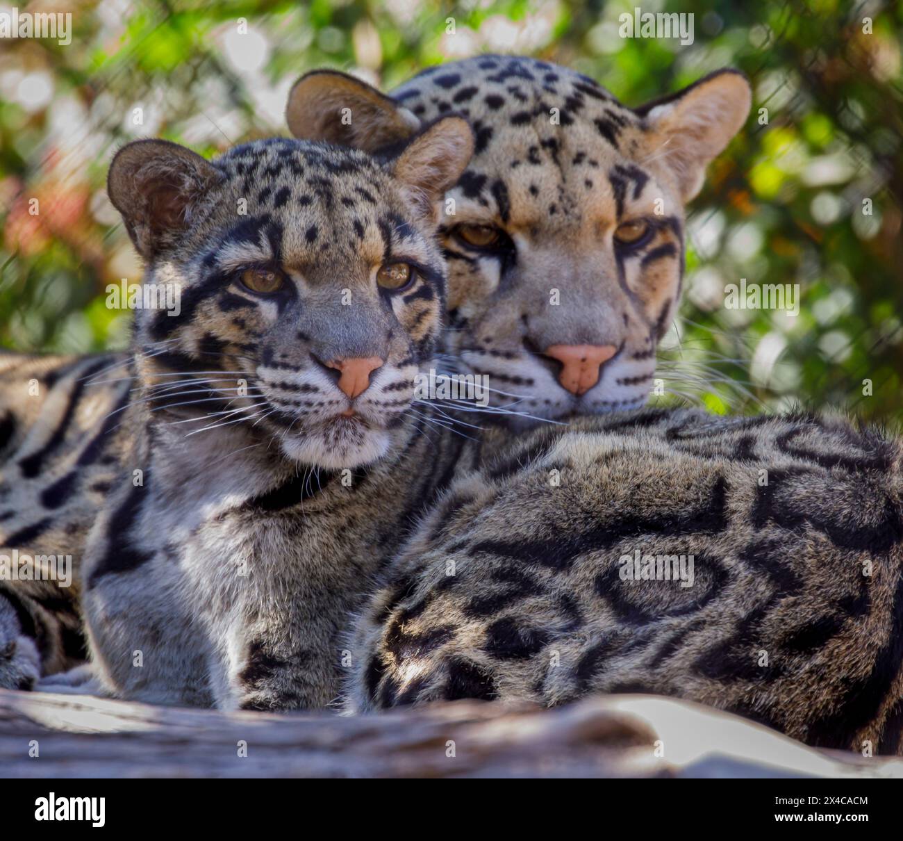 États-Unis, Arizona, Waddell, Wildlife World Zoo. Gros plan de la paire de léopards nuageux captifs. Banque D'Images