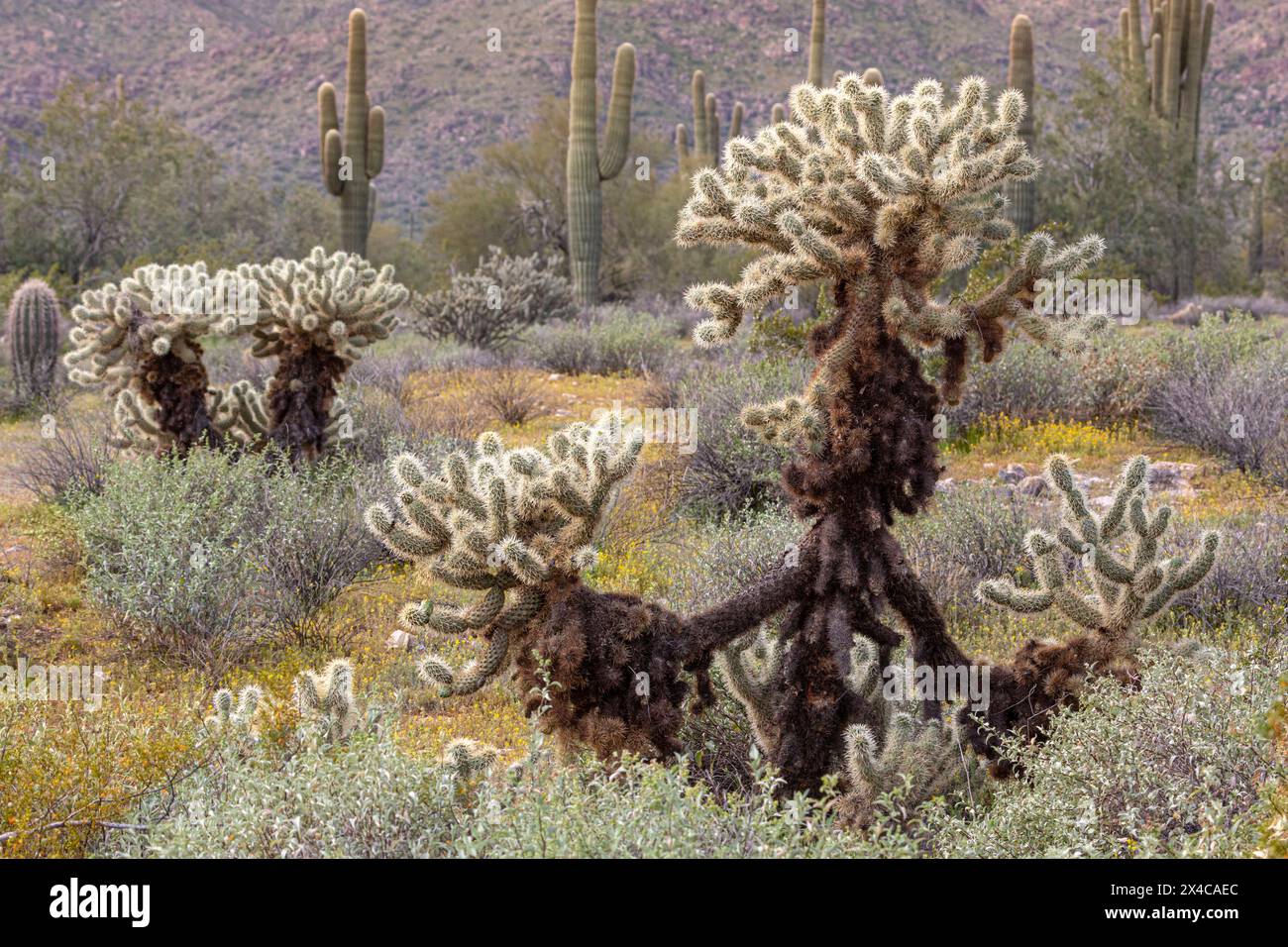 USA, Arizona, surprise. Ours en peluche cholla et cactus saguaro. Banque D'Images