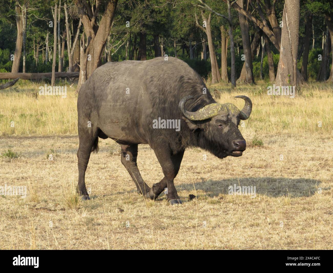 Buffle africain ou Buffle (Syncerus caffer) Banque D'Images
