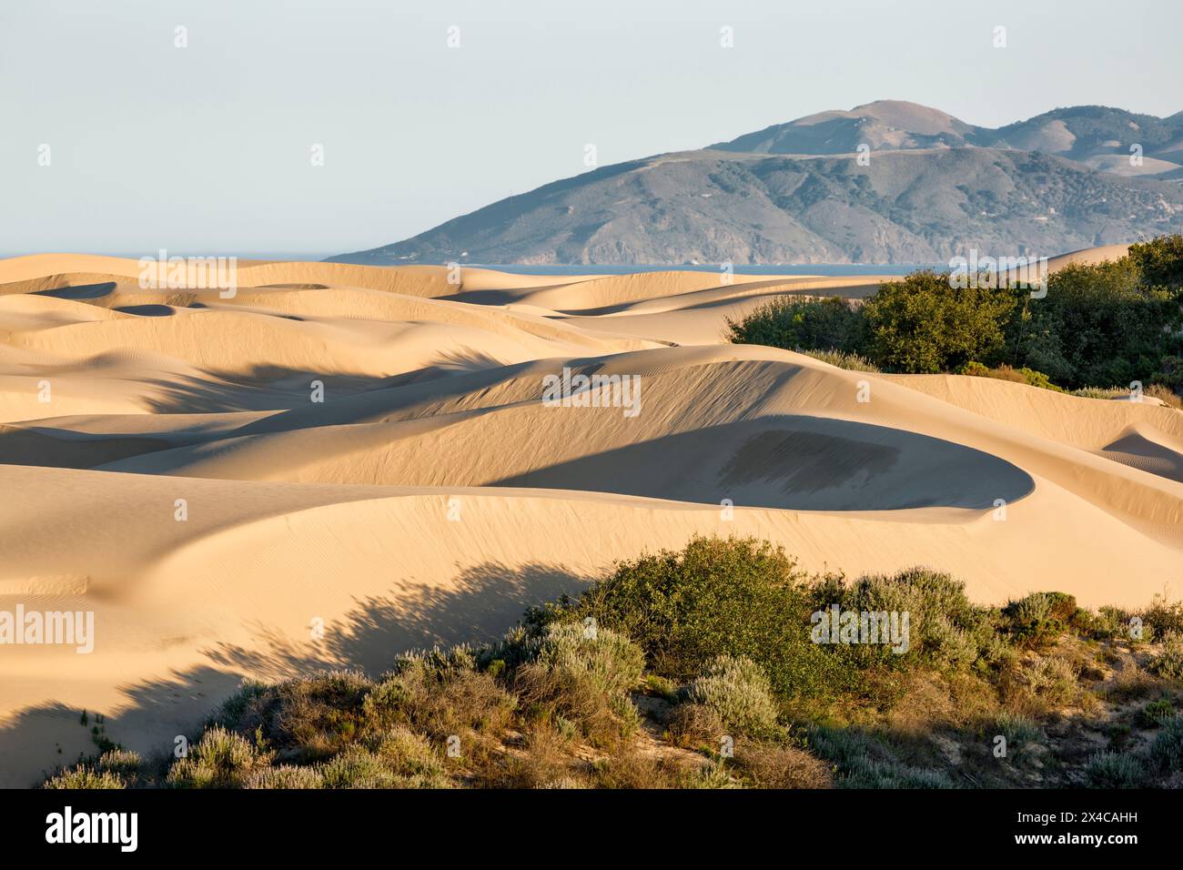 États-Unis, Californie, Côte centrale, Oceano. Réserve de dunes de Pismo State Beach Banque D'Images