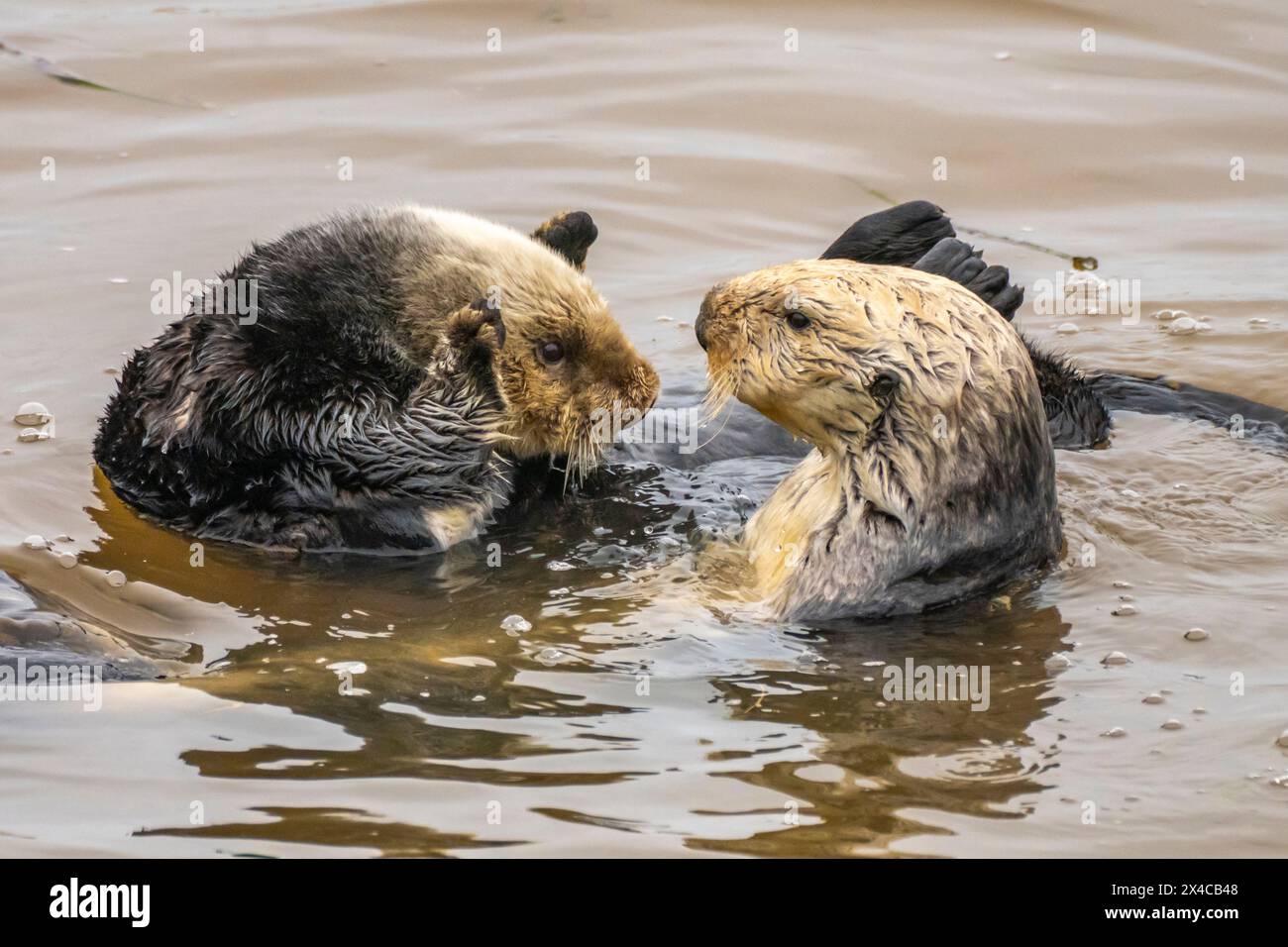 États-Unis, Californie, Morro Bay. Loutres de mer dans l'eau. Banque D'Images