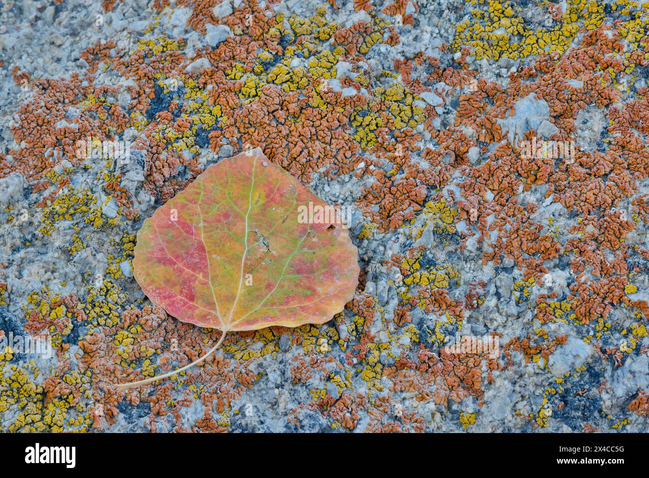 États-Unis, Californie, Lone Pine, comté d'Inyo. Alabama Hills chute feuille de cottonwood coloré sur la roche recouverte de lichen Banque D'Images