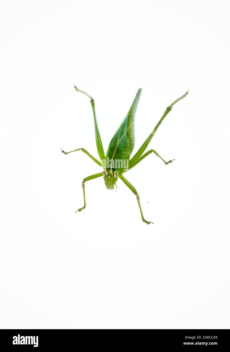 Vue latérale de Grasshopper isolé sur fond blanc. Grande cicadelle verte sur fond blanc. Vue latérale de la grande sauterelle verte sur fond blanc. Fond blanc isolé de Mantis. Sauterelle. Banque D'Images