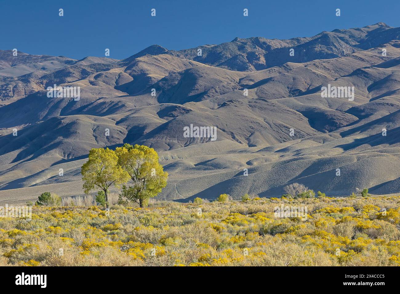 États-Unis, Californie, Bishop. Bishop Valley avec des lanières fleuries en automne et des arbres de cotonnier. Banque D'Images