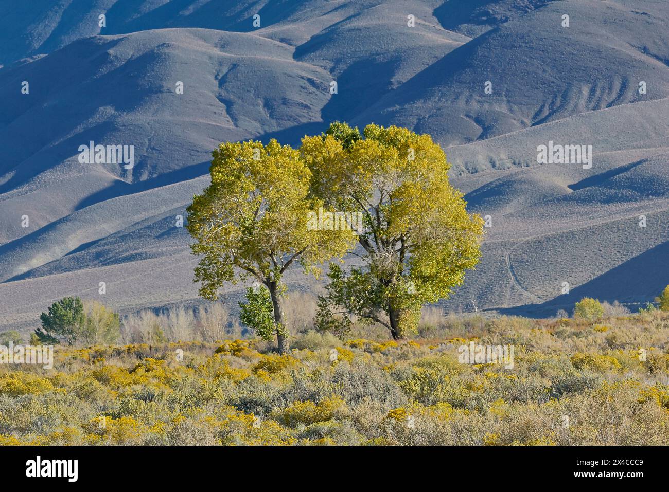 États-Unis, Californie, Bishop. Bishop Valley avec des lanières fleuries en automne et des arbres de cotonnier. Banque D'Images