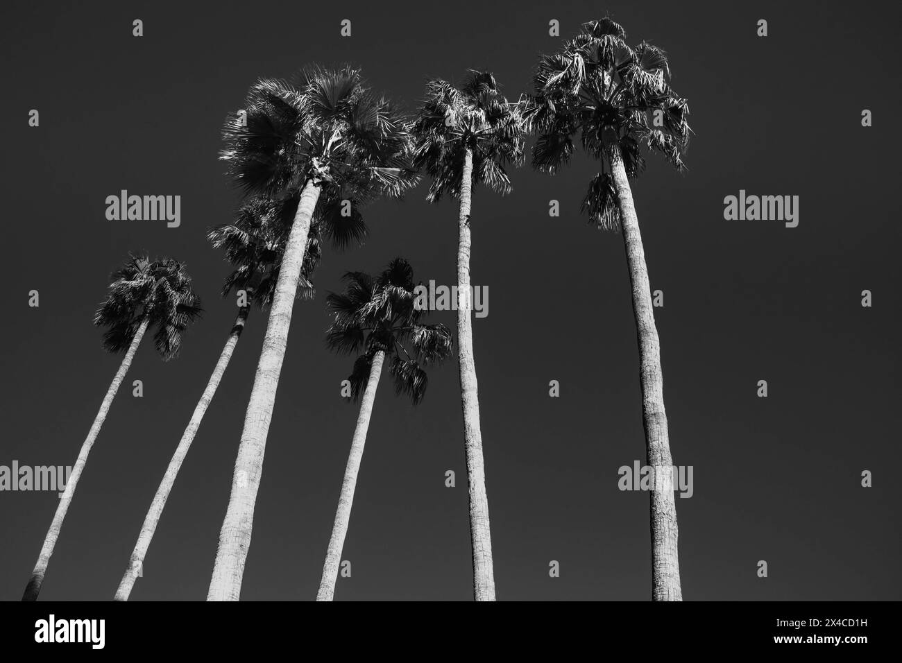 Palmiers et ciel Banque D'Images