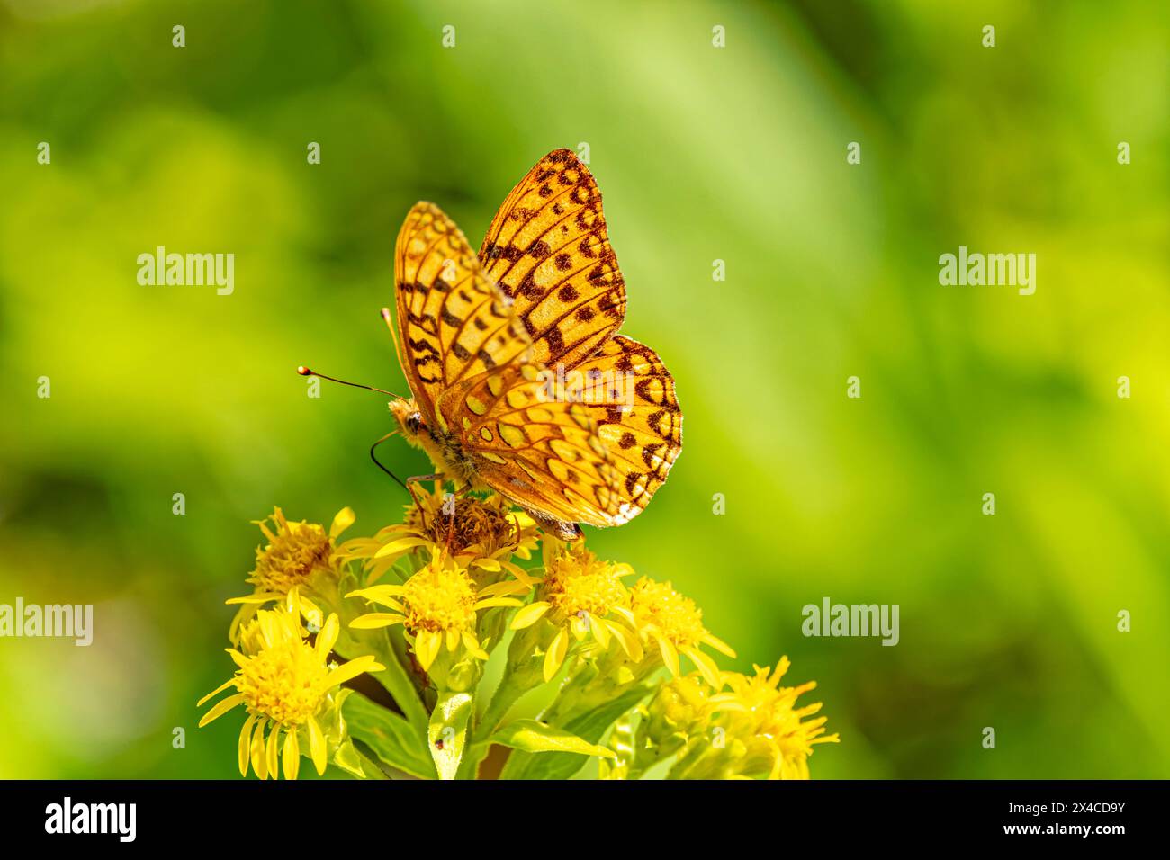 États-Unis, Colorado, Fort Collins. Papillon fritillaire se nourrissant de fleurs. Banque D'Images