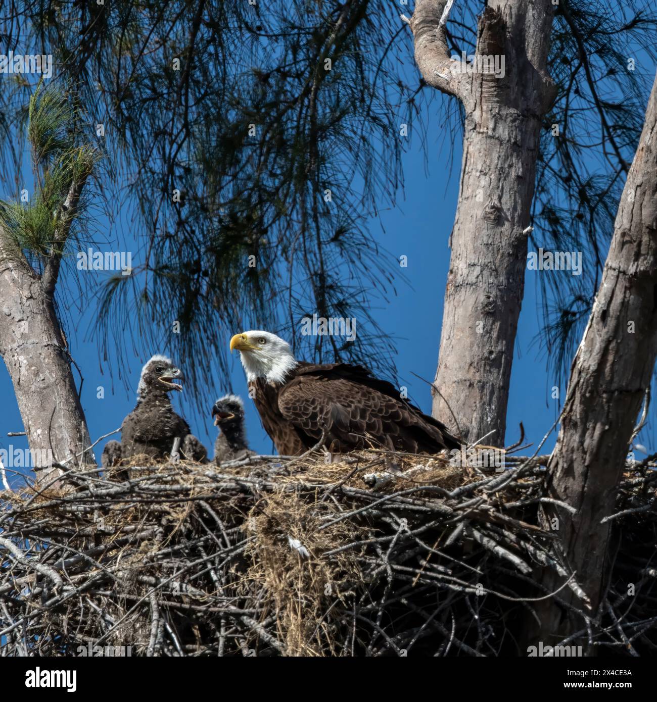 Nidification d'aigles à tête blanche avec des jeunes sur Marco Island, Floride. Banque D'Images