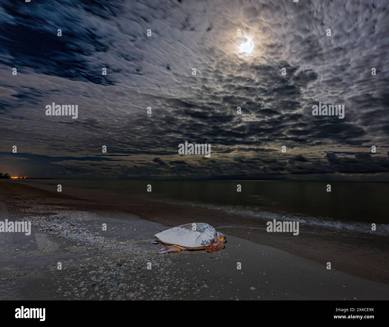 Pendant une pleine lune, une tortue de mer caouanne se rend dans les eaux du golfe de Floride après avoir pondu ses œufs. Banque D'Images