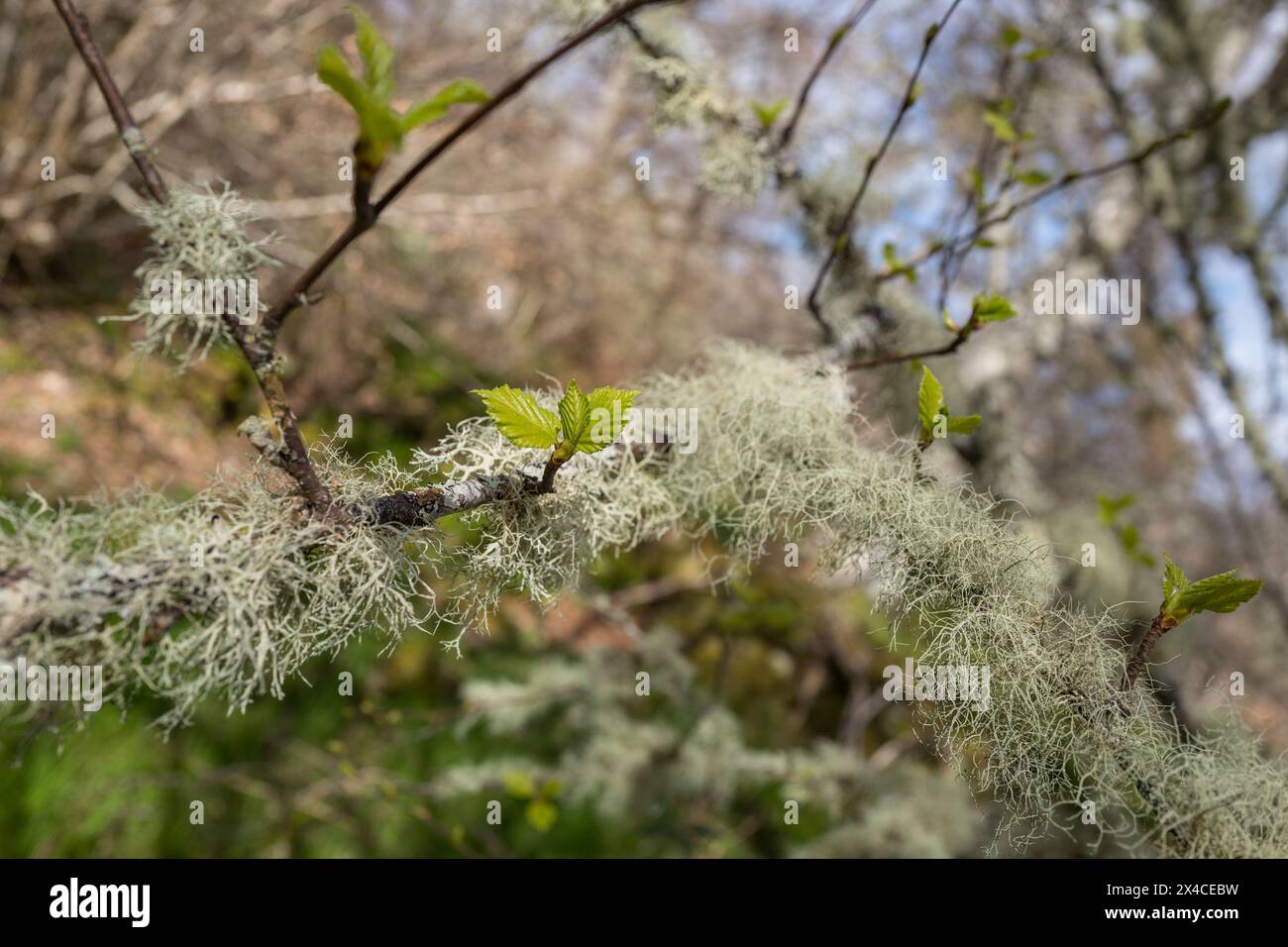 Lichen poussant sur les petites branches d'un hêtre dans un bois écossais. Banque D'Images
