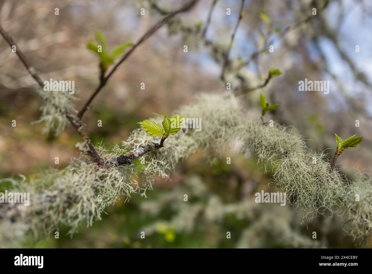 Lichen poussant sur les petites branches d'un hêtre dans un bois écossais. Banque D'Images