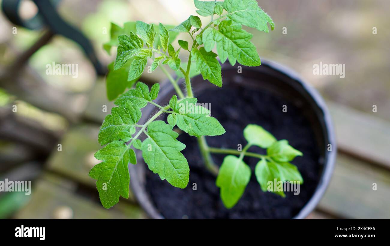 Un jeune plant de tomate dans un pot. Banque D'Images