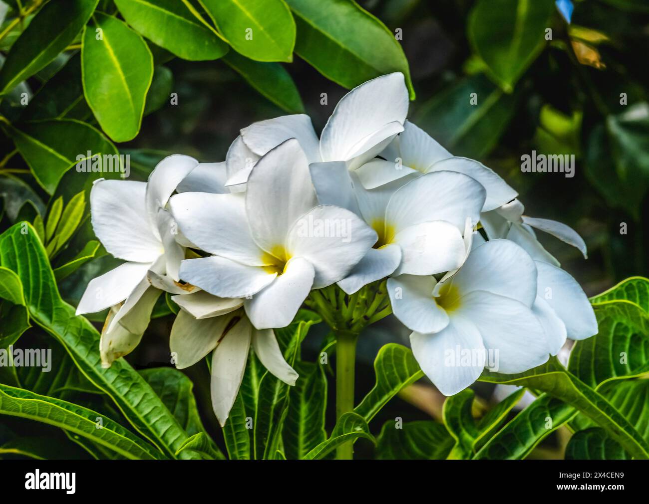 White Yellow Golden Arrow Plumeria, Waikiki, Honolulu, Hawaï. Originaire d'Amérique du Sud, apparenté aux frangipanies. Banque D'Images