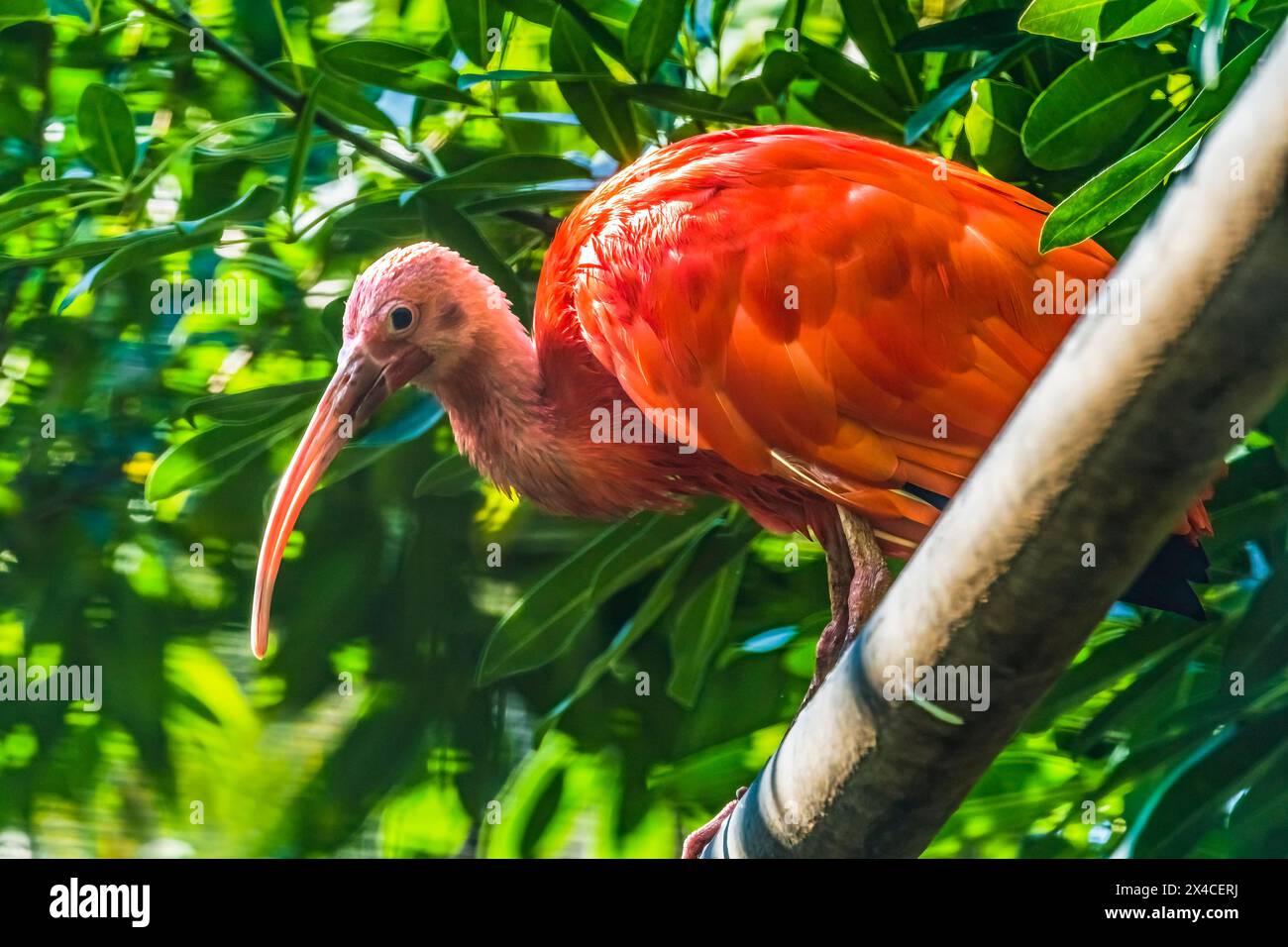 Écarlate coloré, Waikiki, Honolulu, Hawaï. Oiseau tropical originaire d'Amérique du Sud. Banque D'Images