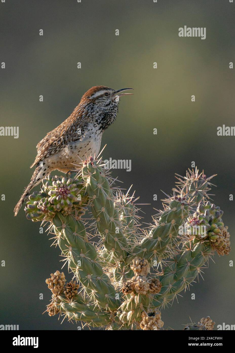 Cactus Wren chantant sur Cholla Cactus, Embudito Canyon Trail, Nouveau-Mexique Banque D'Images