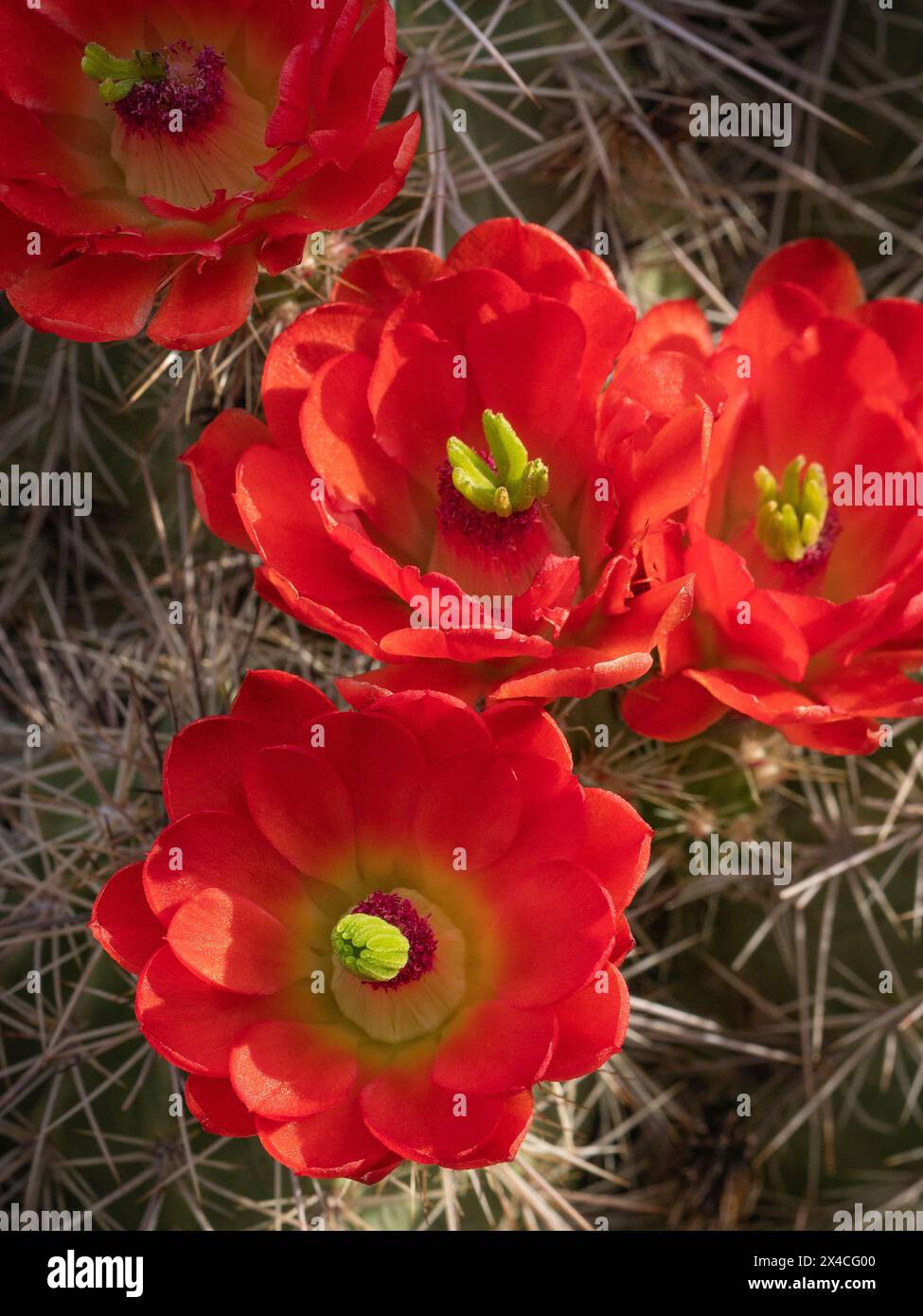 Cactus Claret Cup, Embudito Canyon Trail, Nouveau-Mexique Banque D'Images