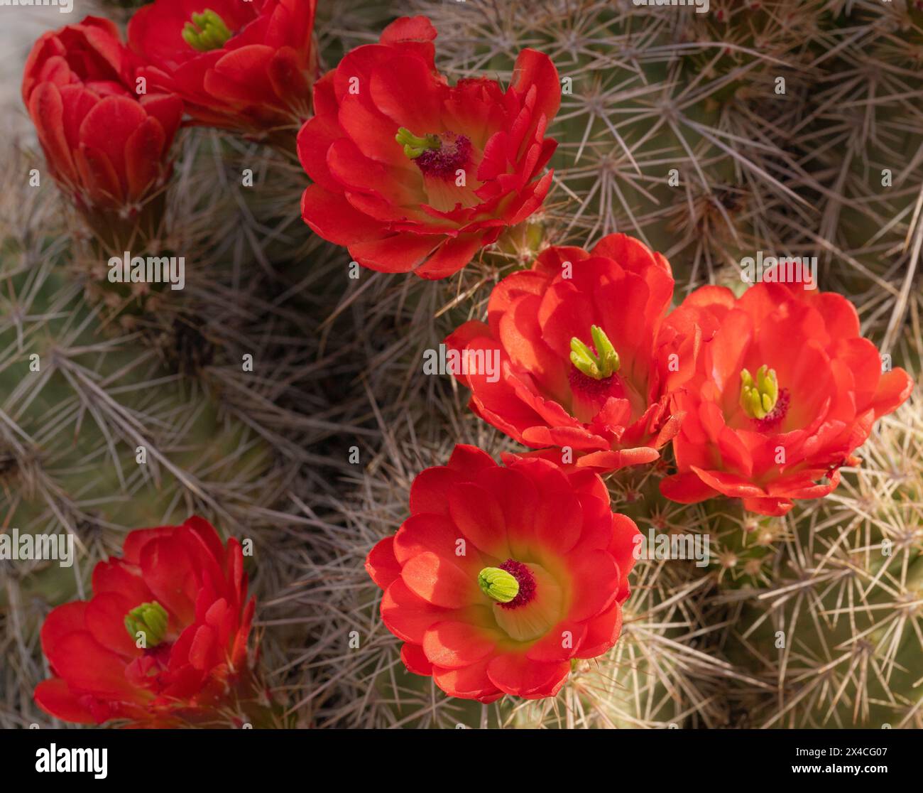 Cactus Claret Cup, Embudito Canyon Trail, Nouveau-Mexique Banque D'Images